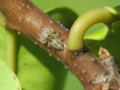 Megafreya sutrix