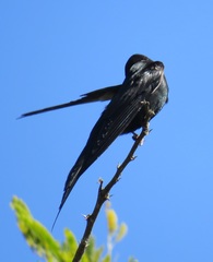 Psalidoprocne pristoptera