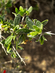 Condalia velutina