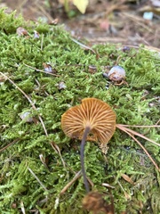 Xeromphalina cauticinalis