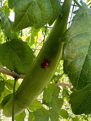 Coccinella transversoguttata