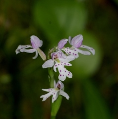 Galearis rotundifolia