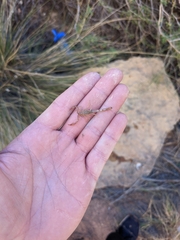 Paravaejovis confusus