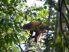 Alouatta macconnelli