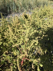 Atriplex gmelinii