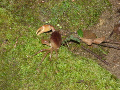 Trichodactylus