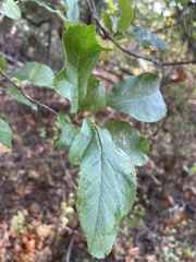 Malus sylvestris