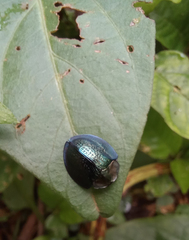 Cyrtonota thalassina