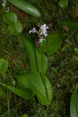 Galearis rotundifolia