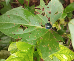 Cyrtonota thalassina