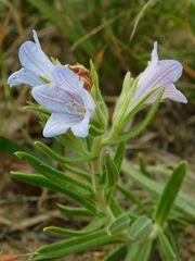 Lobostemon fruticosus