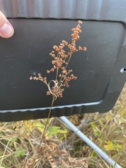 Juncus marginatus