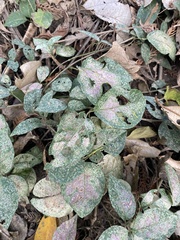 Acanthocheila visenda