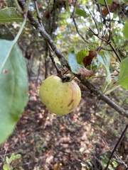 Malus sylvestris