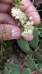 Hylotelephium maximum ruprechtii