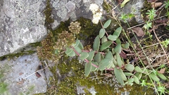 Hylotelephium maximum ruprechtii