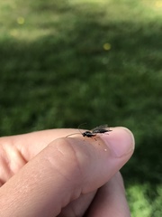 Pimpla pedalis