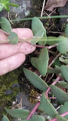 Hylotelephium maximum ruprechtii