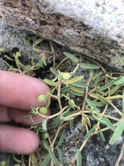 Euphorbia polygonifolia