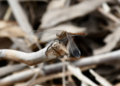 Sympetrum meridionale
