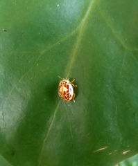 Psyllobora confluens