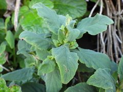 Calceolaria
