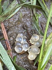 Limacus