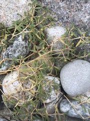 Euphorbia polygonifolia