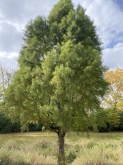 Taxodium distichum