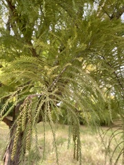 Taxodium distichum
