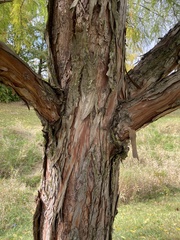 Taxodium distichum