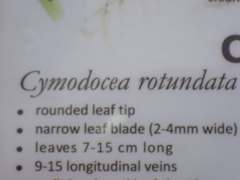 Cymodocea rotundata