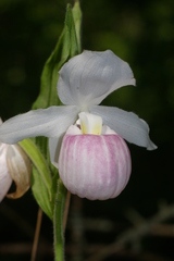 Cypripedium reginae
