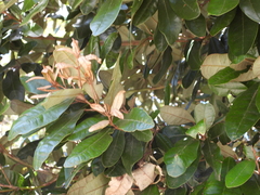 Aextoxicon punctatum