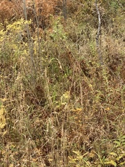 Phalaris arundinacea