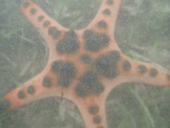 Protoreaster nodosus