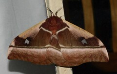 Bunaea alcinoe