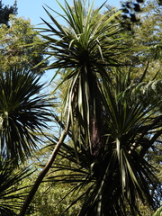 Cordyline australis