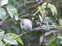 Vireo bellii