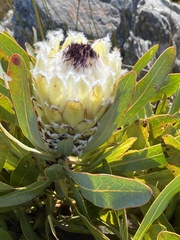 Protea magnifica