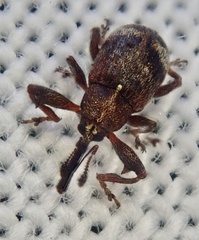 Anthonomus bituberculatus