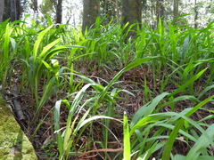 Crocosmia × crocosmiiflora