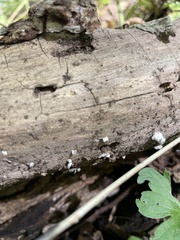 Trichoderma viride