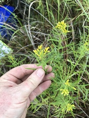 Euthamia caroliniana