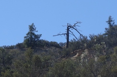 Pseudotsuga macrocarpa