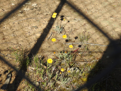 Leucochrysum albicans albicans