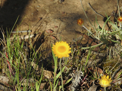 Leucochrysum albicans albicans