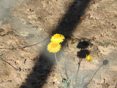 Leucochrysum albicans albicans