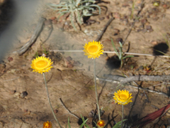Leucochrysum albicans albicans