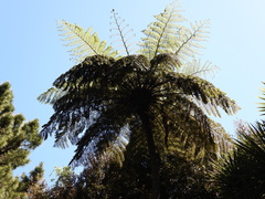 Cyatheaceae